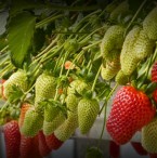 strawberry hydroponic crop