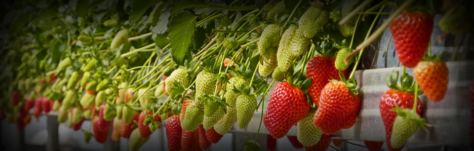 strawberry hydroponic crop