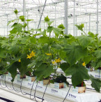 Hydroponic Greenhouse Cucumber Crop