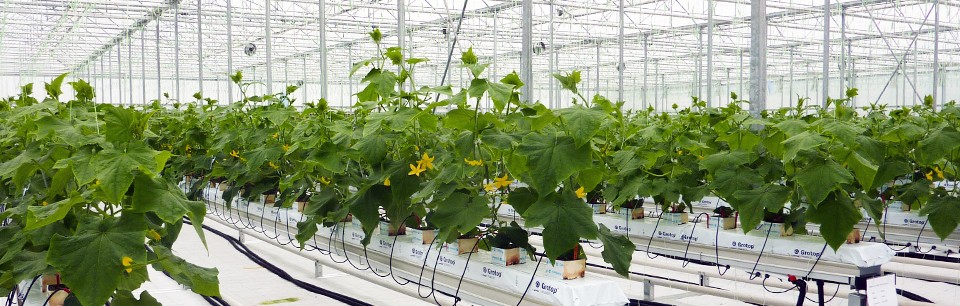 Hydroponic Greenhouse Cucumber Crop